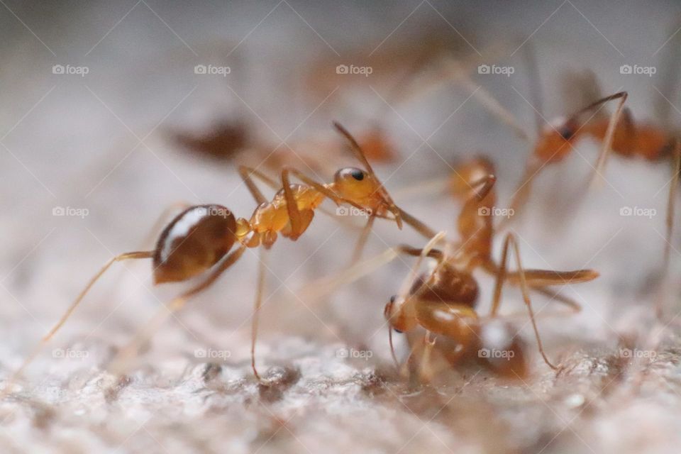 ant