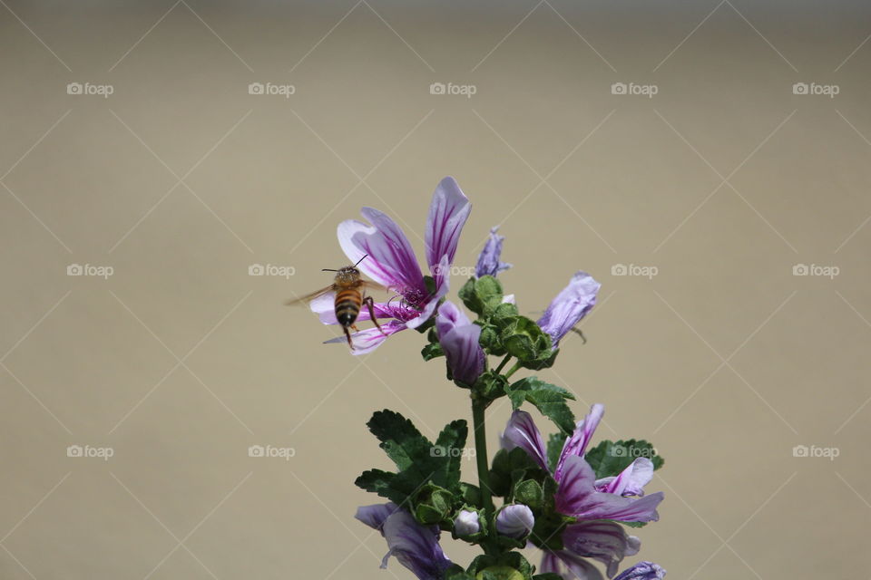 the Gathering pollen from a purple stripe flower
