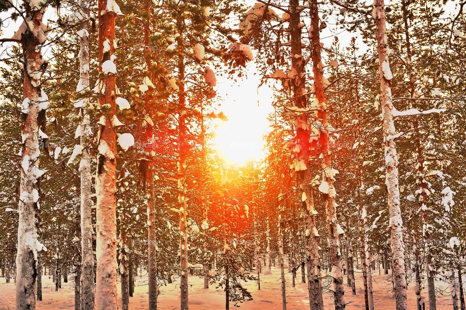 sunrise in the woods