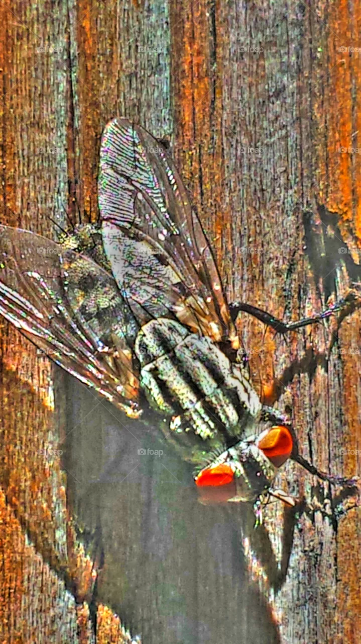 "Fly Closeup"