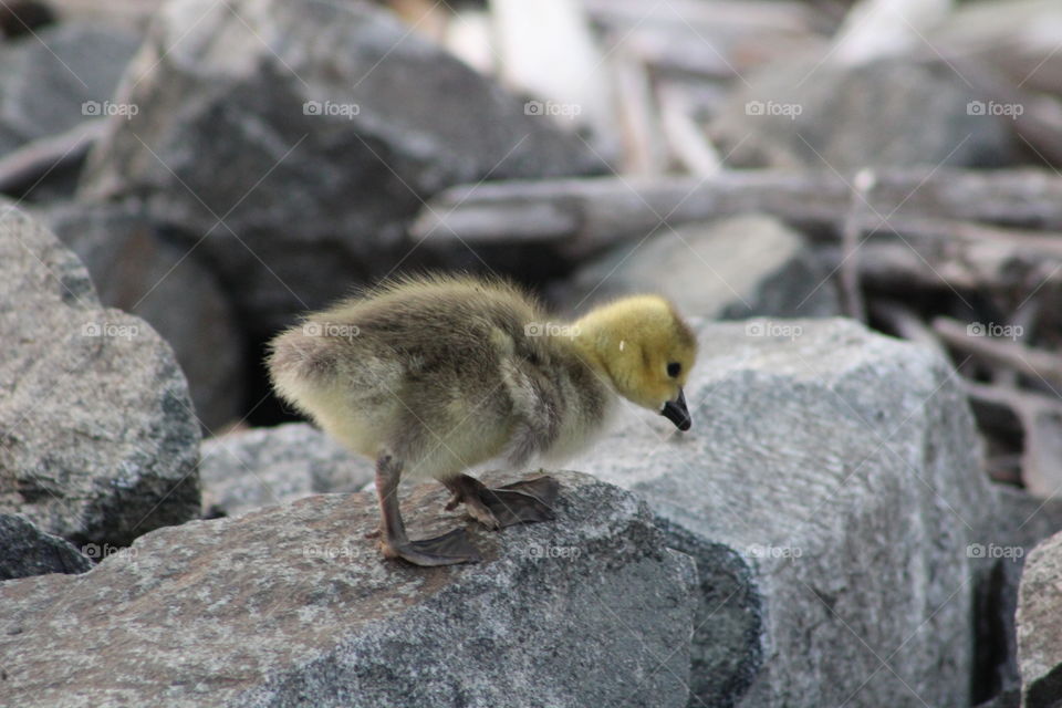 Small gosling on big rock looking down 