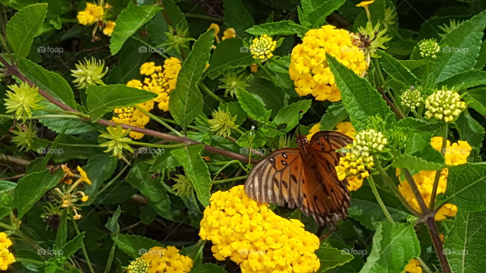 Lantana and Butterfly