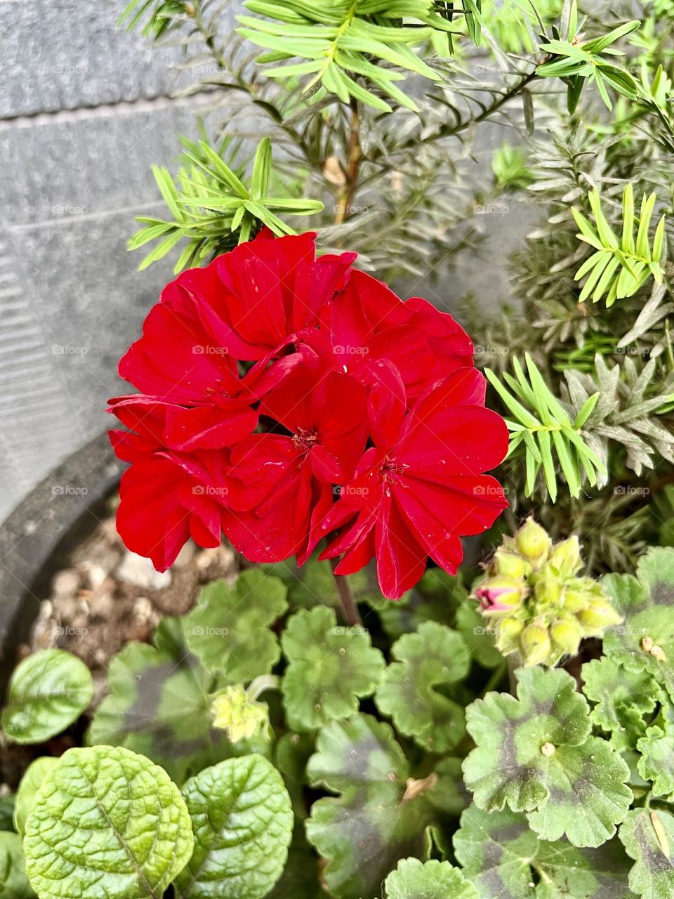 Red Geranium Pelargonium