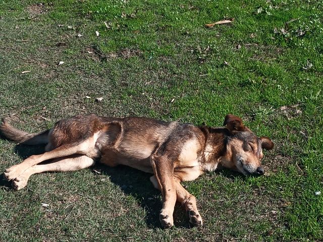 Sleeping dog
