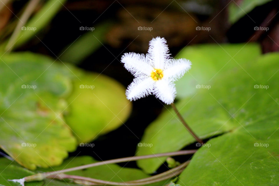 nature flower white water by cataana