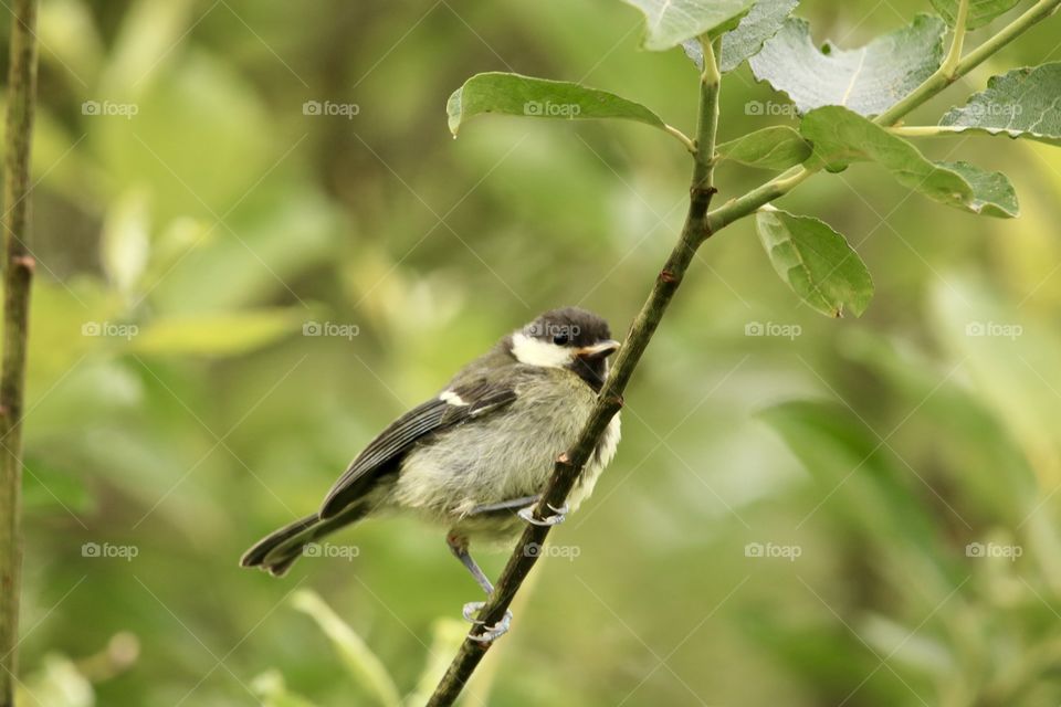 great tit on the branches