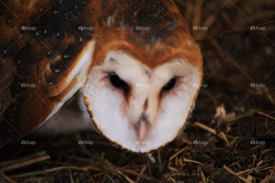 Barn owl