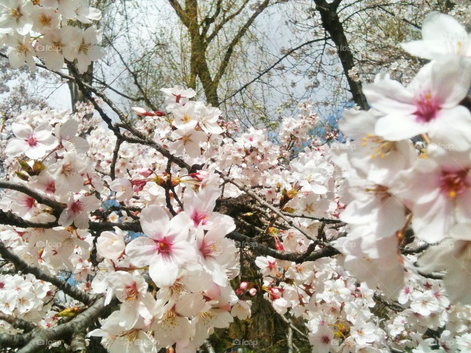 Close-up of cherry blossom