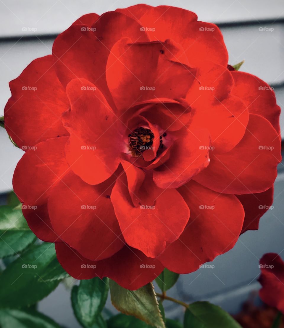 A beautiful, bright red flower—taken in Schererville, Indiana 