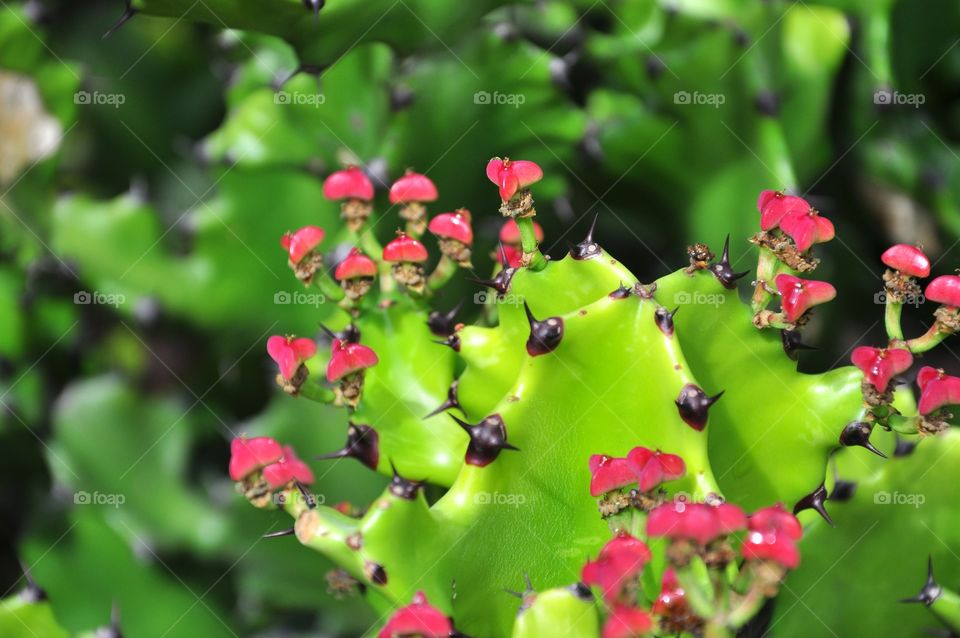 Nature, Flora, Garden, Leaf, Flower