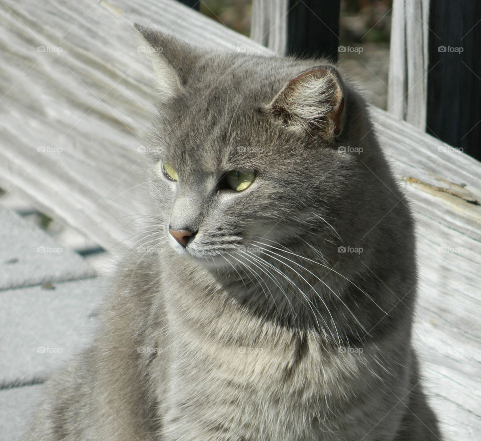 Close-up of cat sitting outdoors