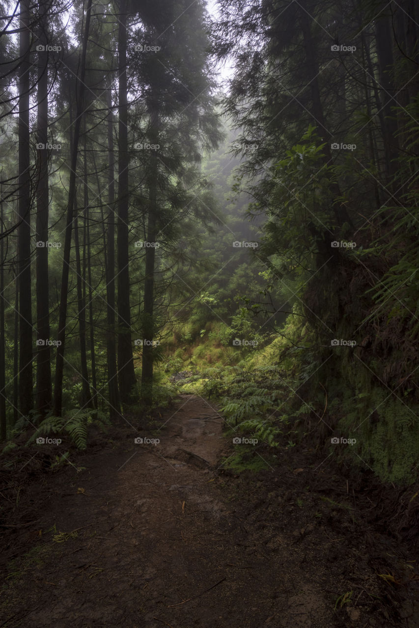 Hiking on Pico da Vara the highest mountain of Sao Miguel island, Azores, Portugal. A cloudy day in the woods.