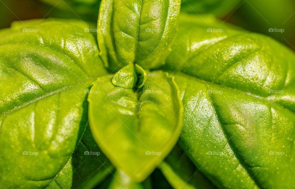 Macro of Basil