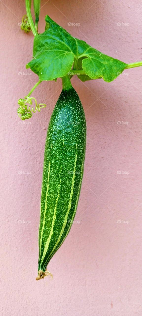 Snake Gourd