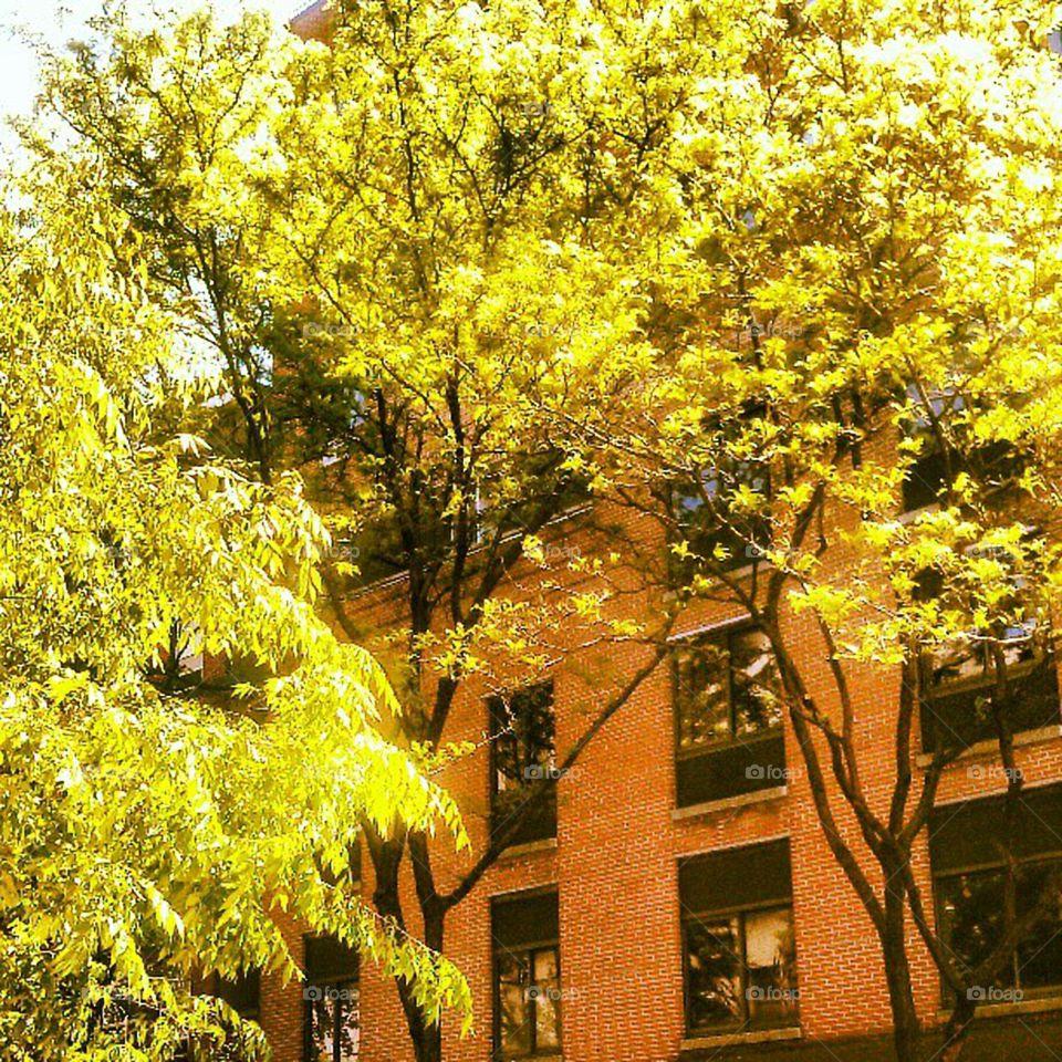 Fall, Leaf, Tree, Park, Wood