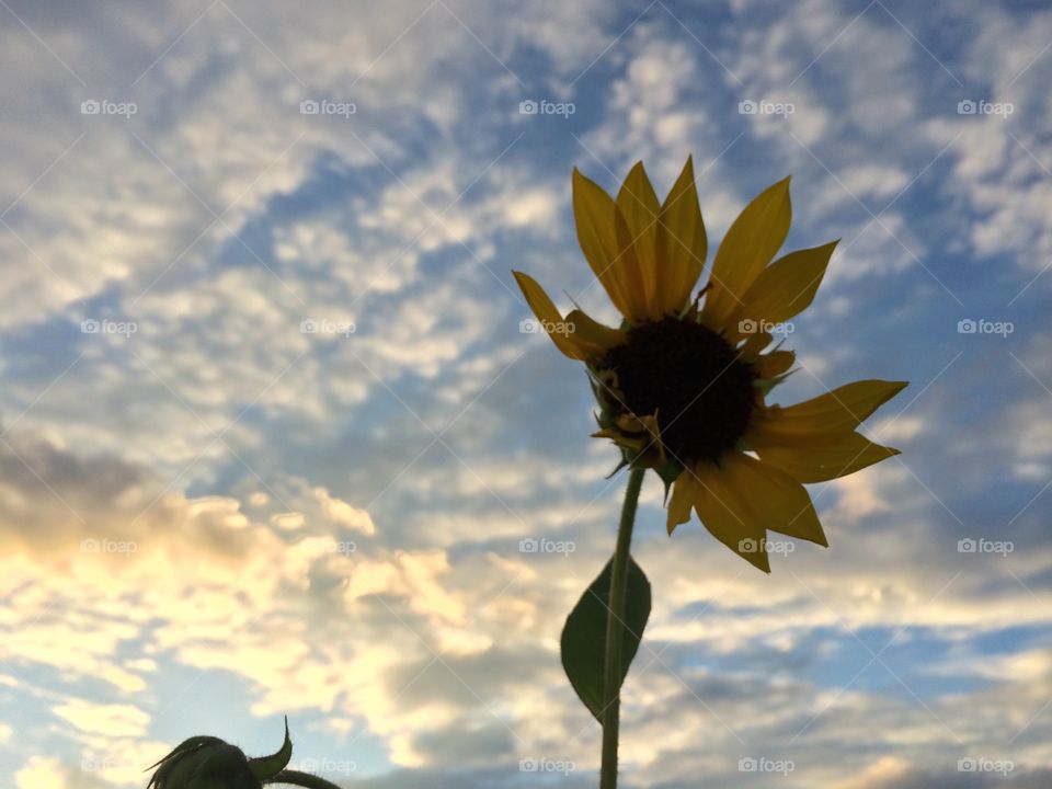 Sunflower. Sunset in the field 