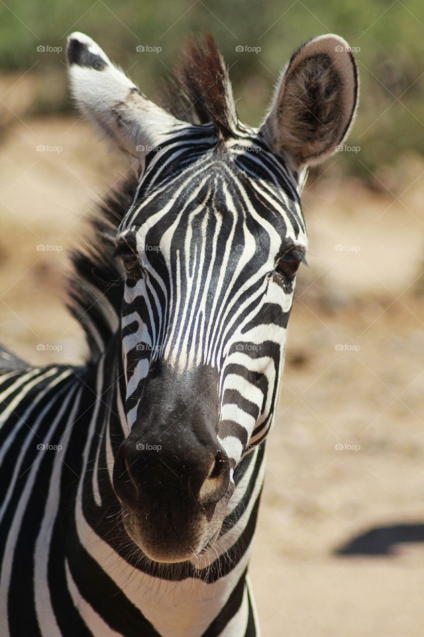 Zebra