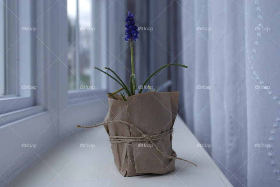 Hyacinth on the windowsill 