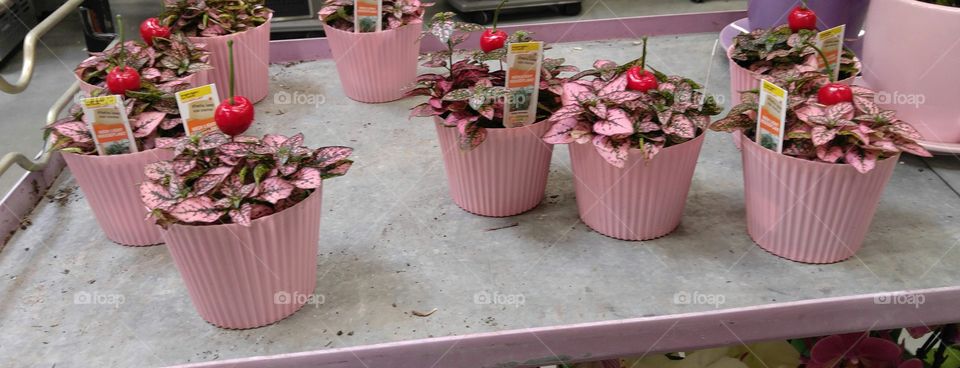 cupcake flowers