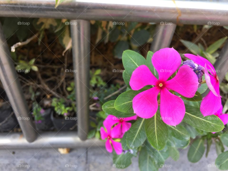 Pink flowers on the ground 