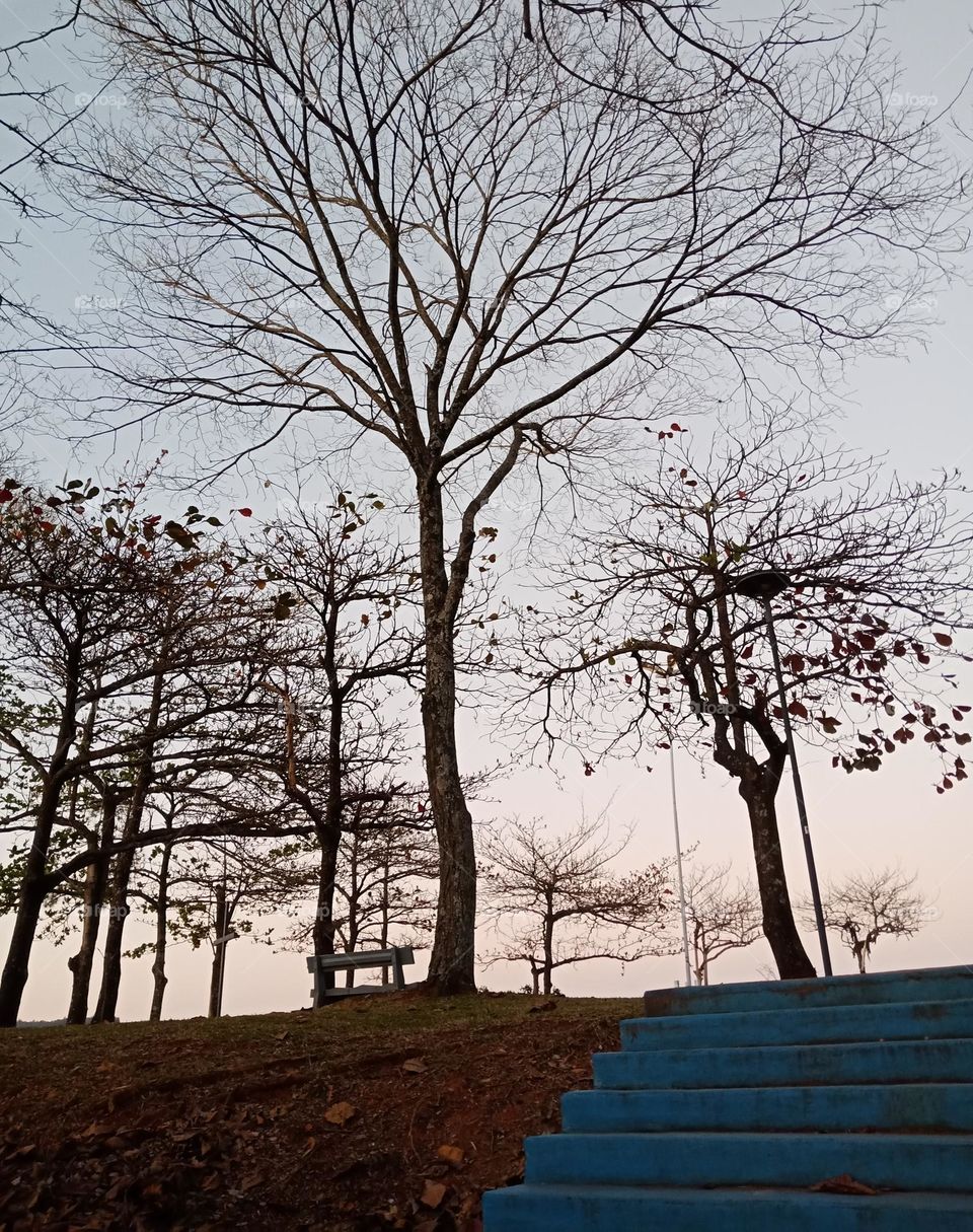 End of winter in a park, sunset hour,  leaveless trees, concrete steps