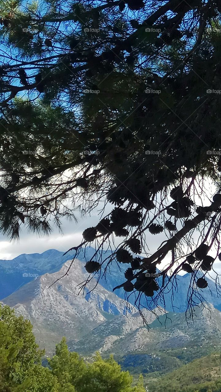 The view on the mountain through pine tree