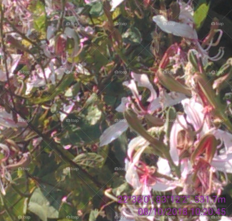 this is a very nice flowers of this session.