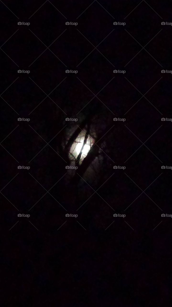 Moon through a Tree. saw this spooky site while looking at Halloween displays with my kids