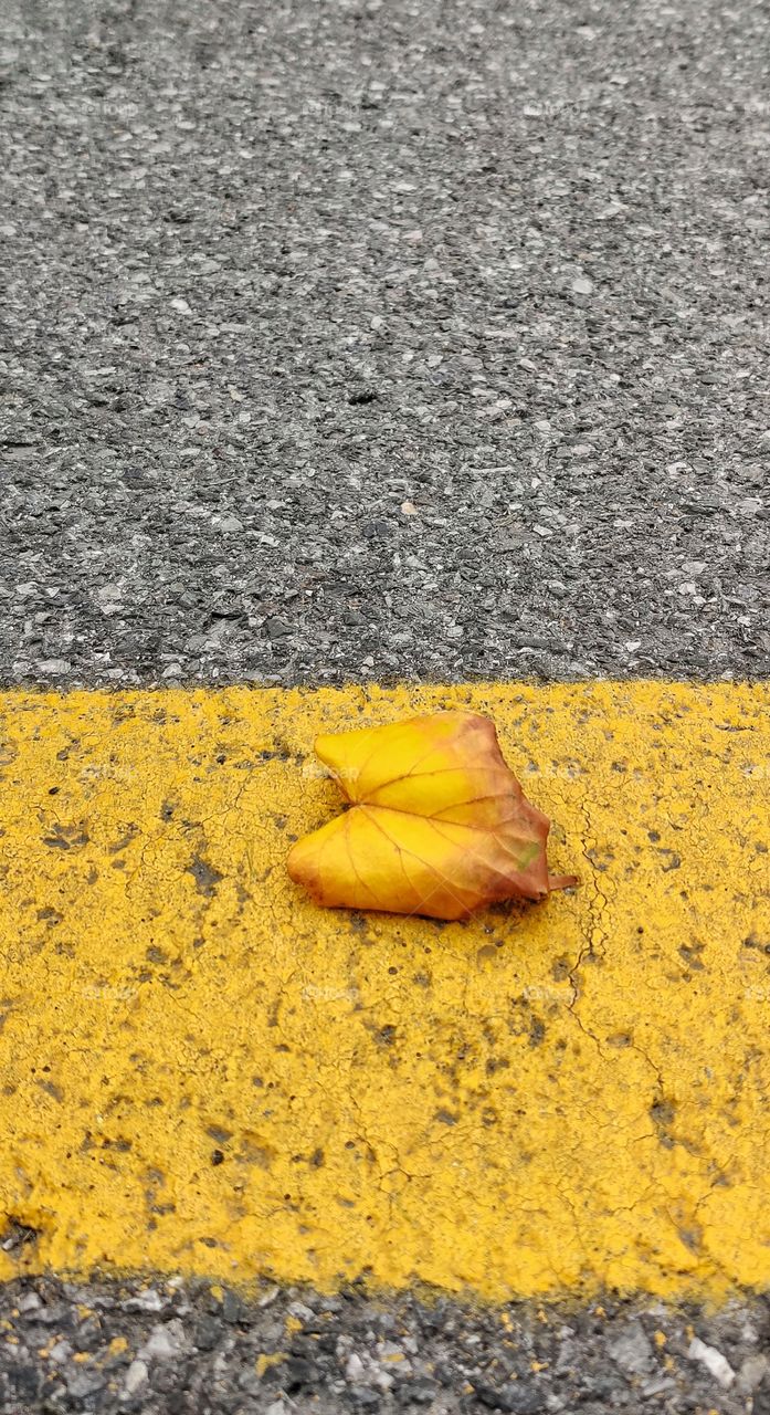 Various colors of autumn.