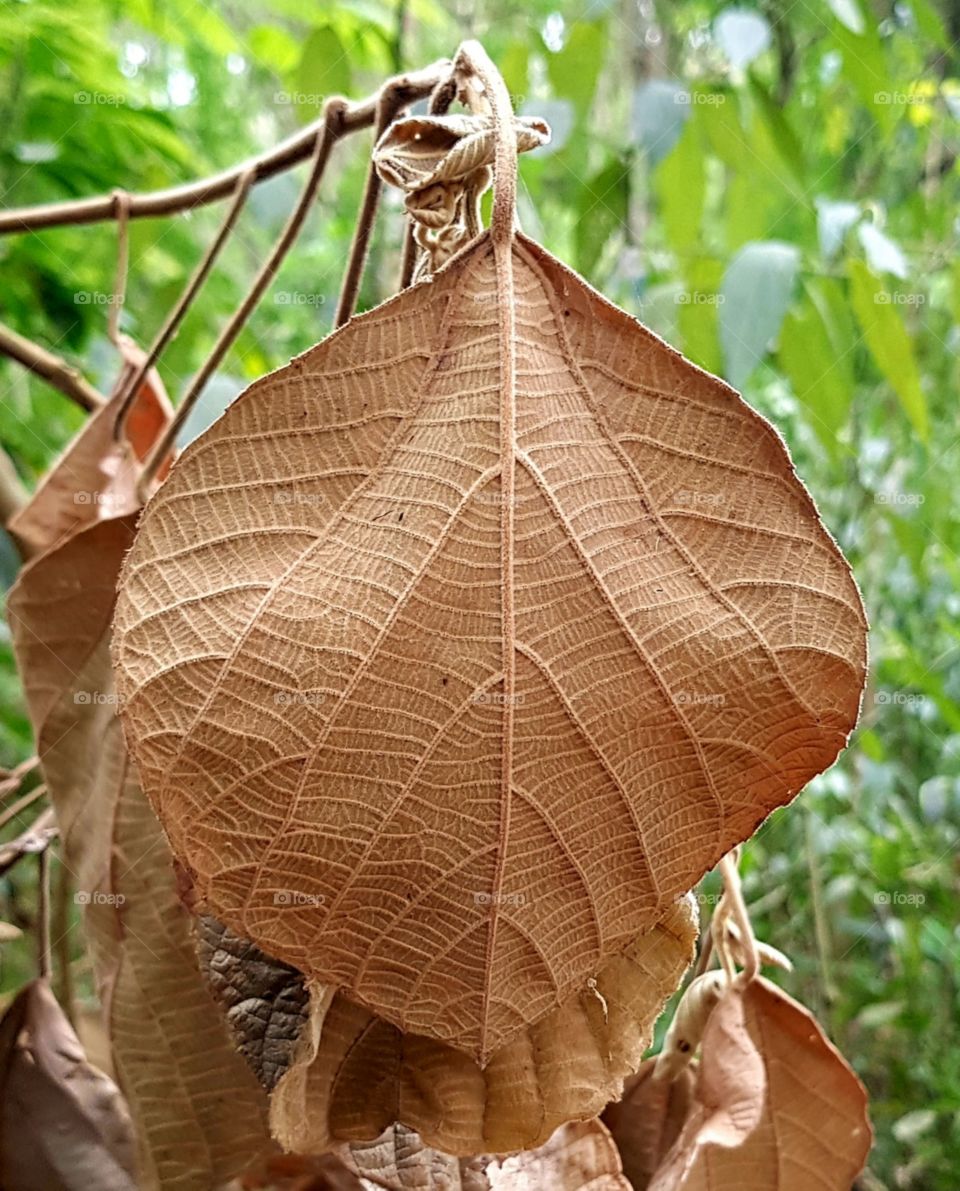 dry leaf