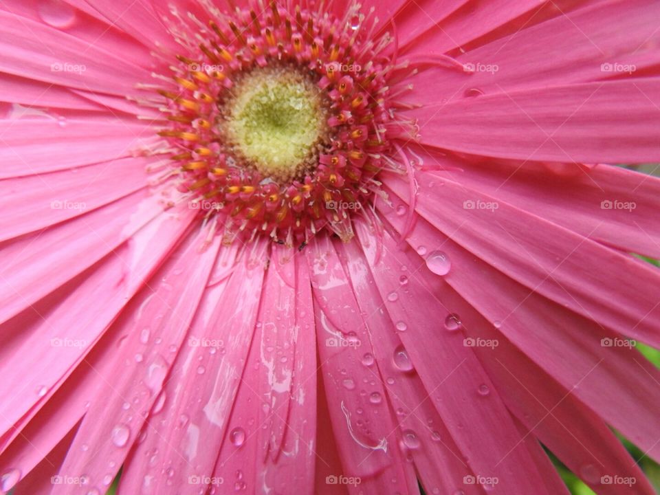 Close-up of the morning dew on the daisy petals.