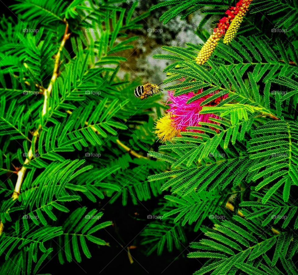 In this photo I capture the beauty of nature, branches of trees and some colorful flower with honey bees 🐝