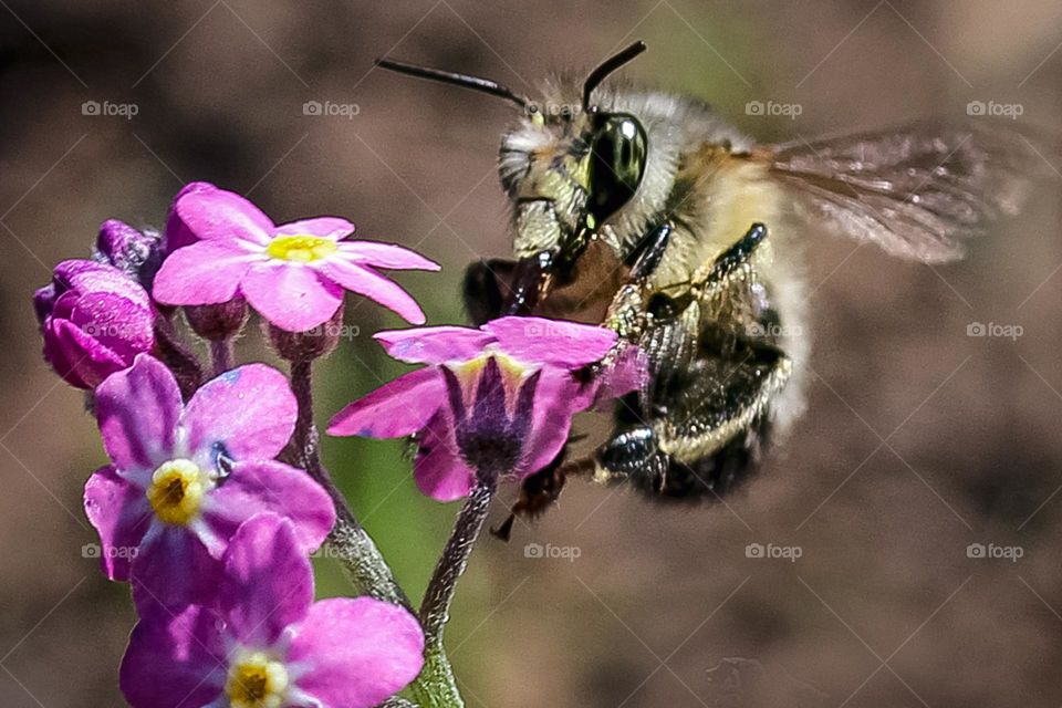 Bee at the pink flower