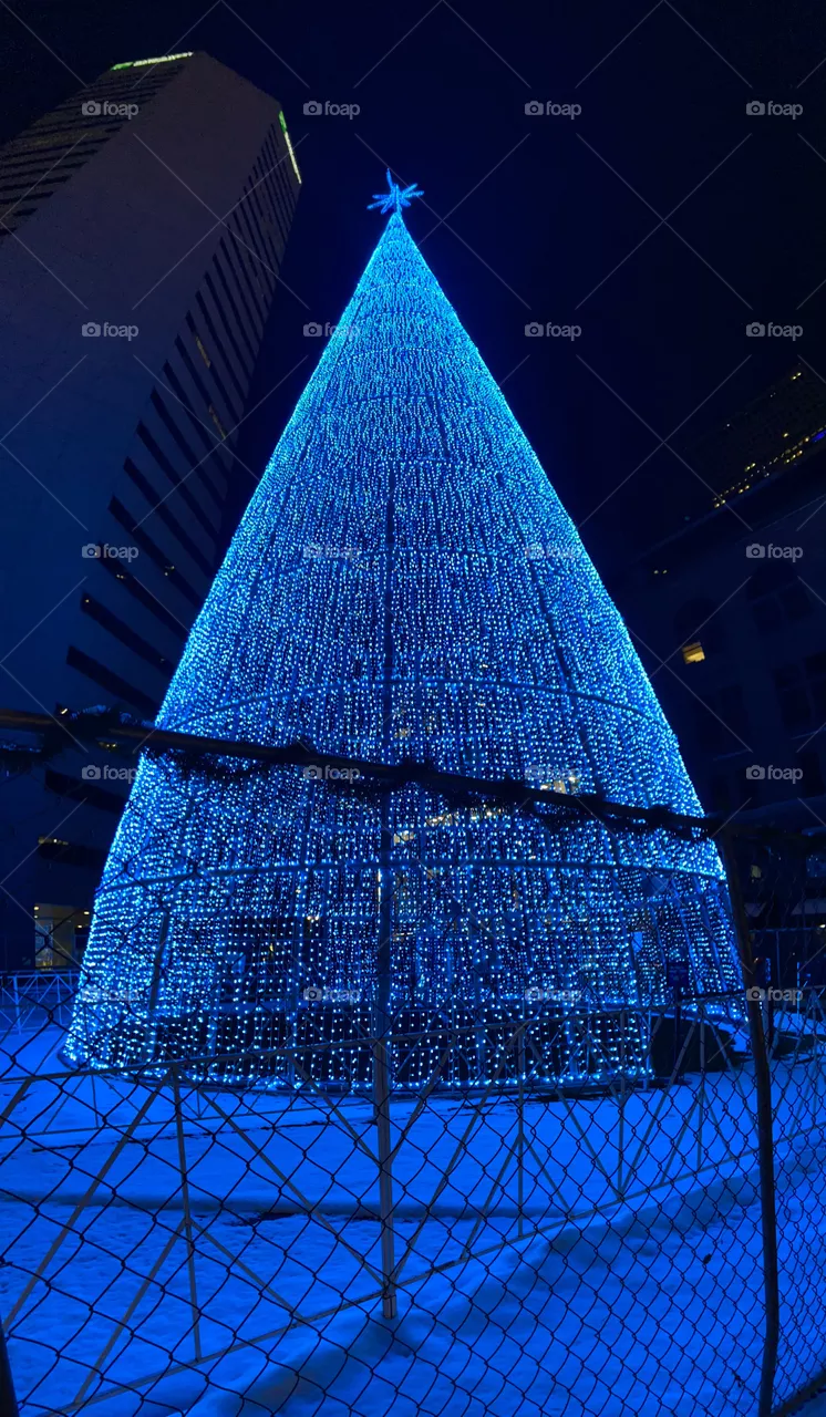 Christmas tree in Denver