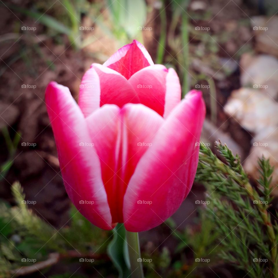 милейший тюльпан