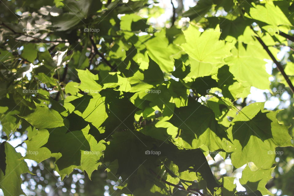 Liaves in the tree