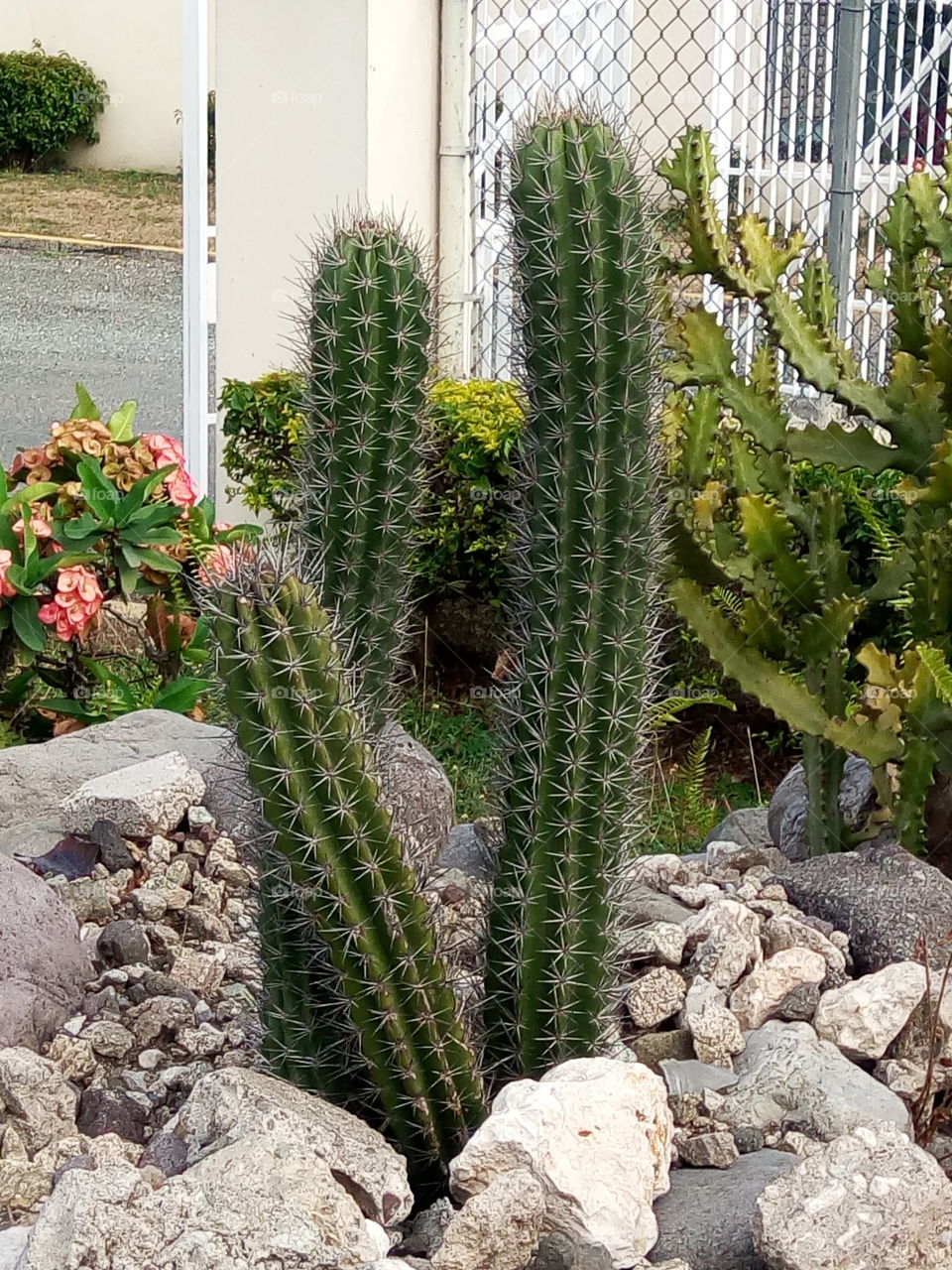 cactus with crown of thorns