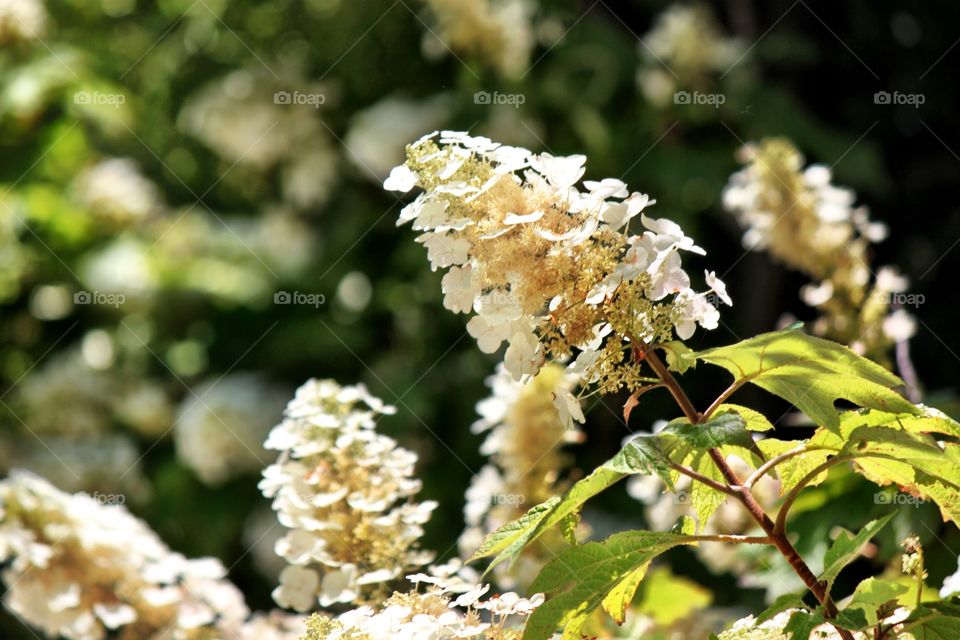 White flowers blooming at outdoors