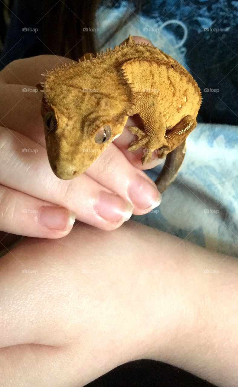 Crested gecko on girls hand 
