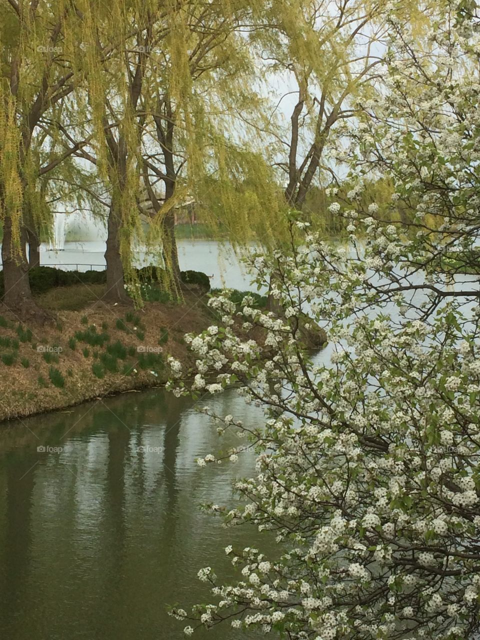 Serenity. Blooming tree with pond and fountain as backdrop