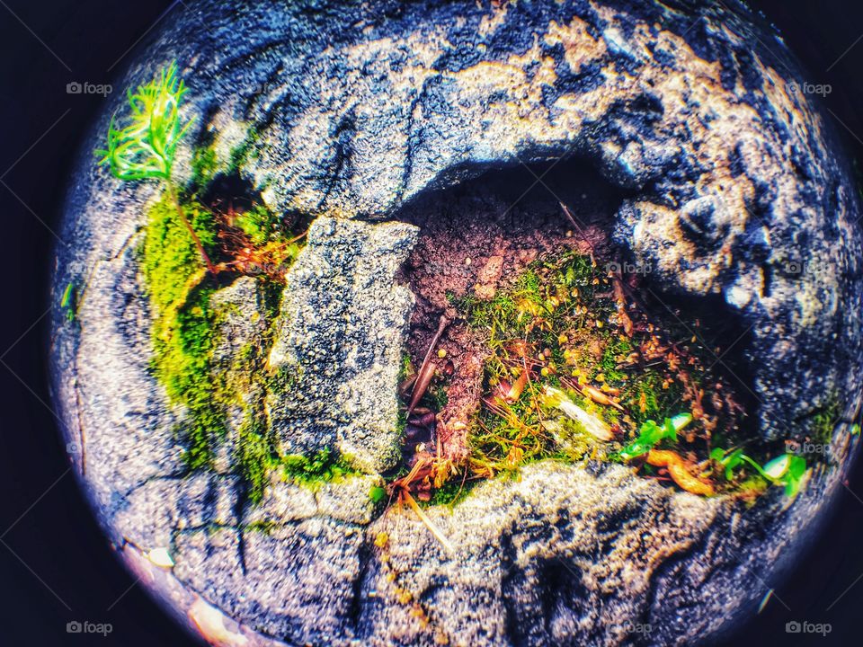 Fisheye lens of lichen and small tree in stone.