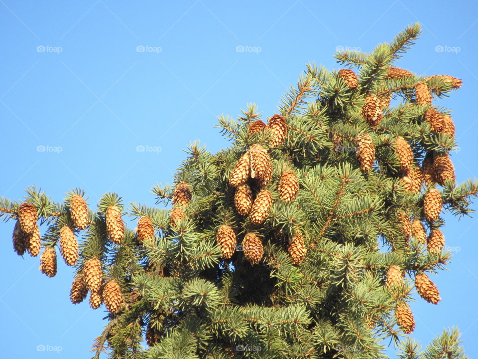 harvest for spruce, cones are ripe