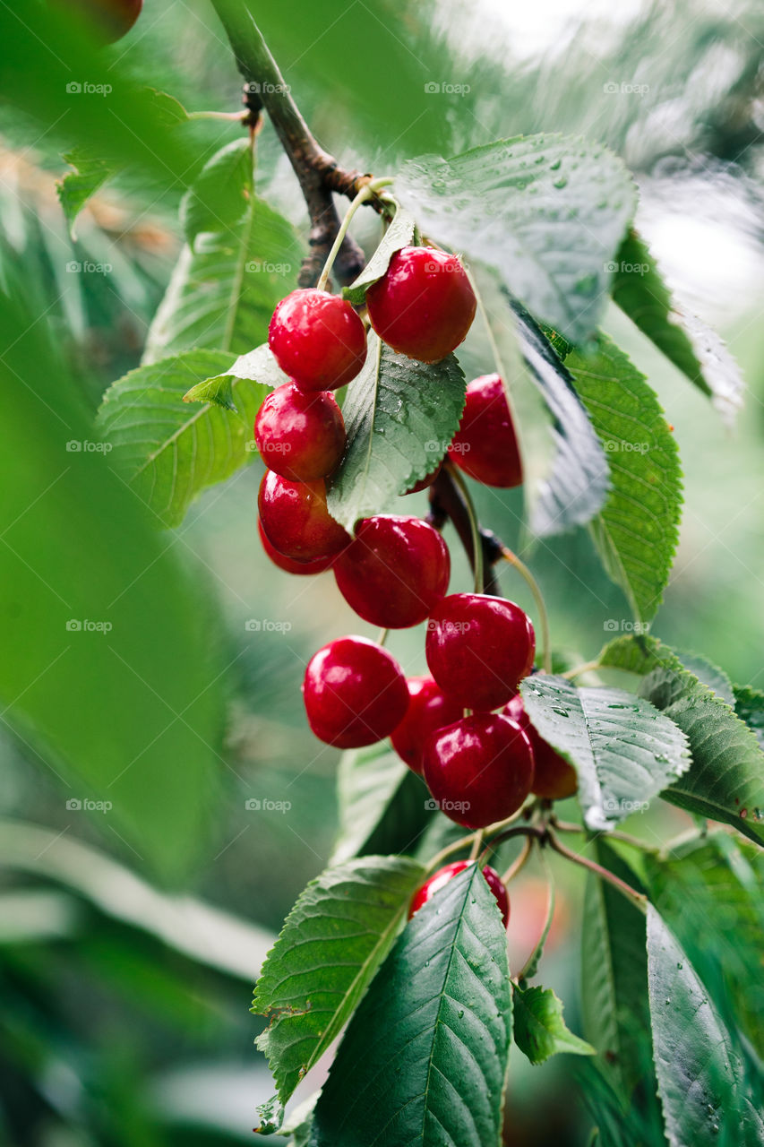 Closeup of ripe red cherry berries on tree among green leaves