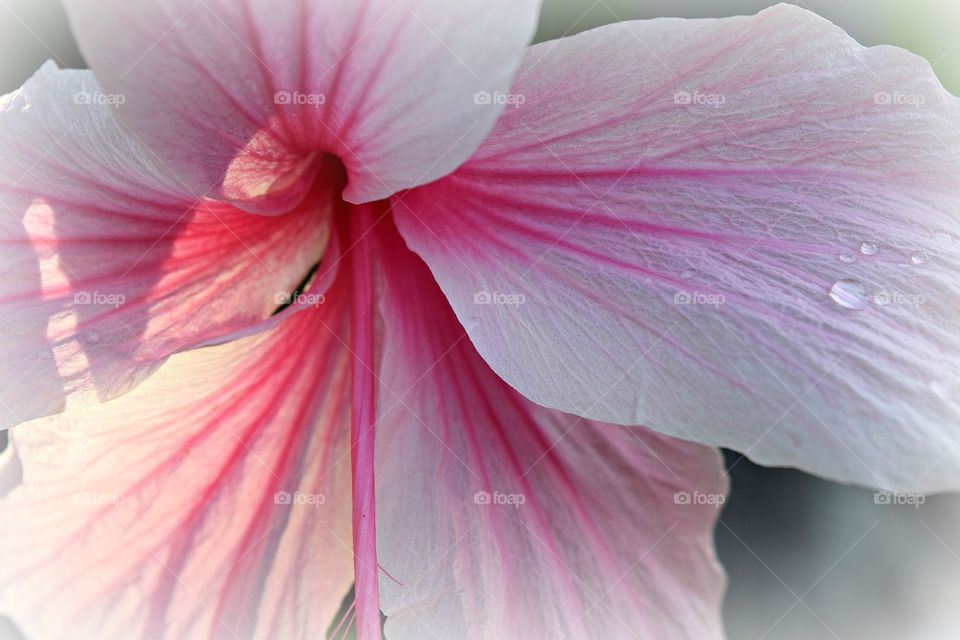 Macro shot of a flower