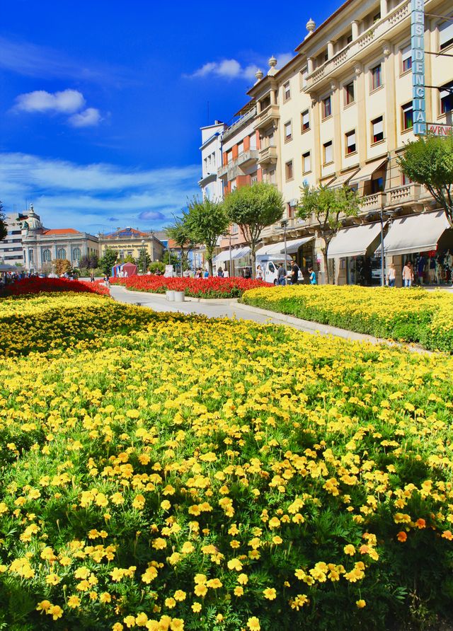Beautiful flowers in the center of the city in Braga, Portugal 