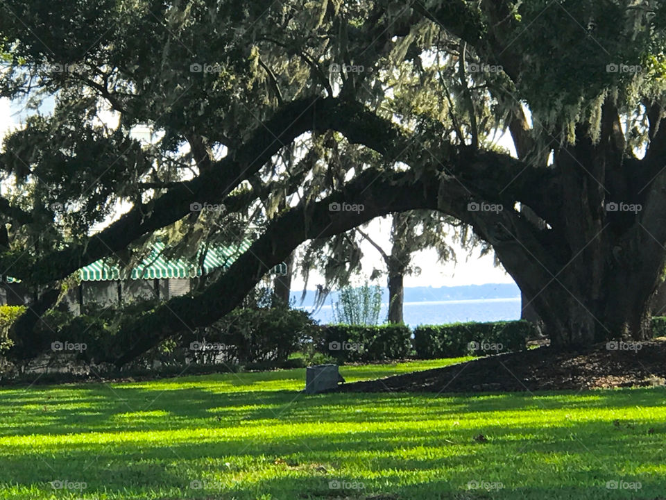 Unusual live oak tree branches