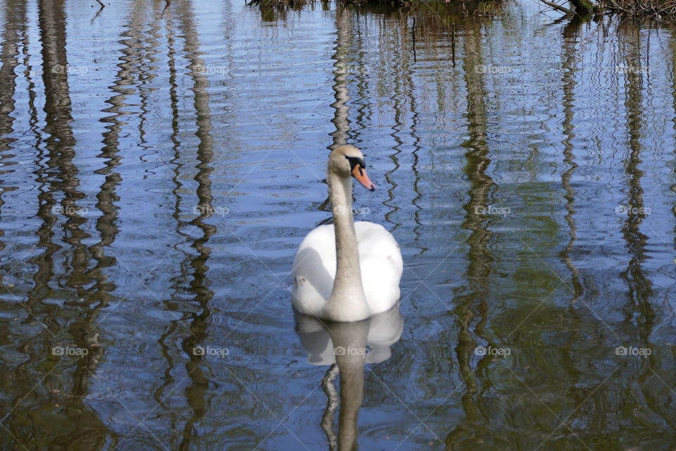 Swan