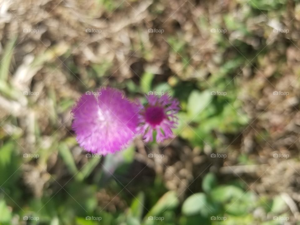 Lindas flores do jardim.