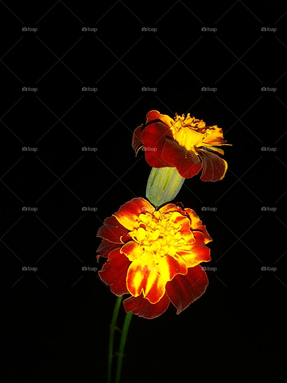 marigold,marigold flower,nature,petal,carnation,garden,black and white,blooming,flower