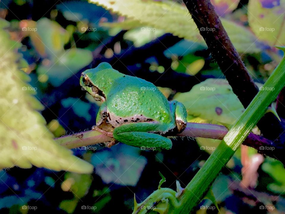 Perching pacific tree frog 